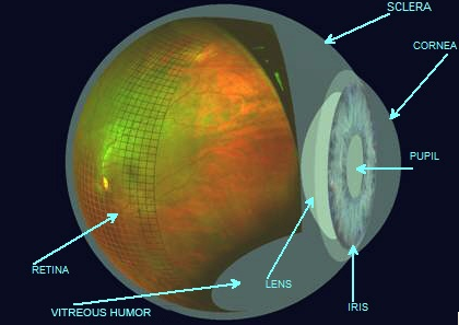 eye-anatomy